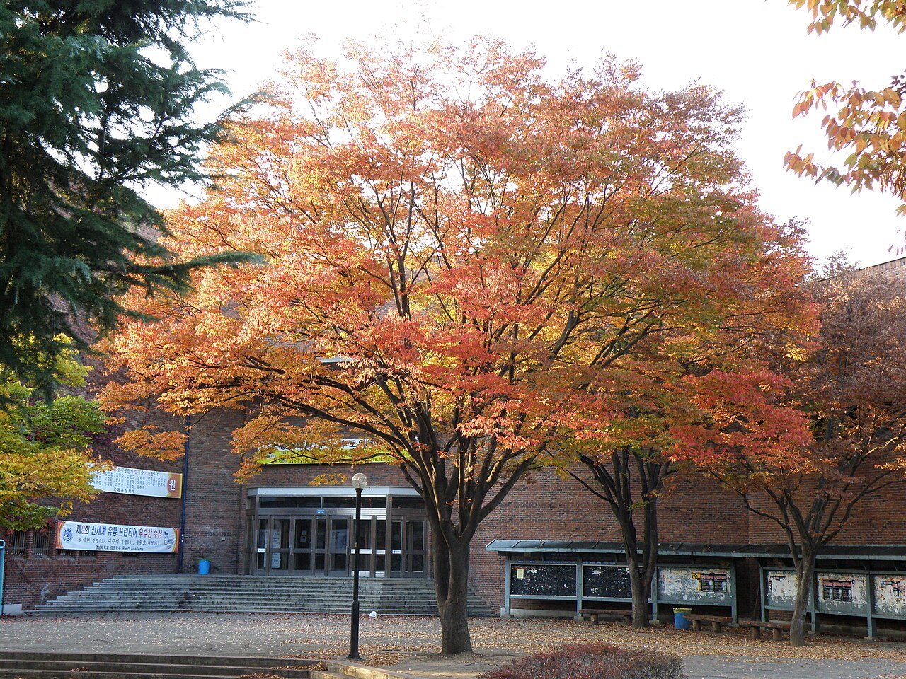 Кампус: Yeungnam University, Кёнсан